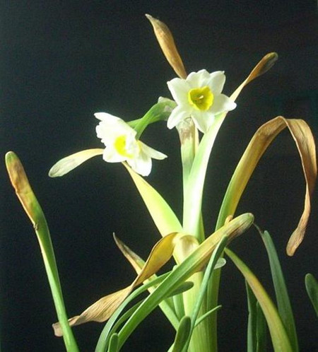 水仙不够绿怎么办,水仙养土里不开花怎么回事