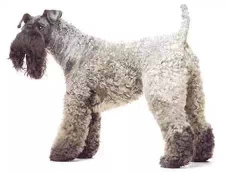 毛发白色的狗狗种类,最重感情的狗狗种类