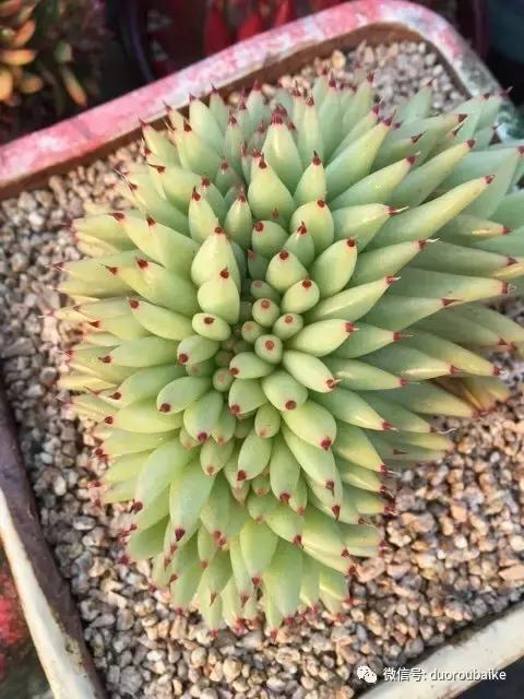 麦饭石颗粒真假,真假黄金麦饭石颗粒