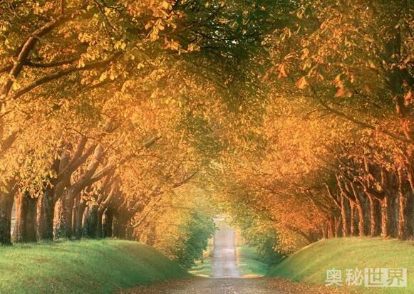 世界上最美的地方,世界上最美的地方是什么样的