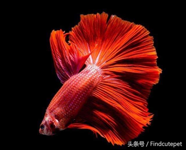 适合5岁小朋友的宠物,最适合五年级小朋友养的宠物