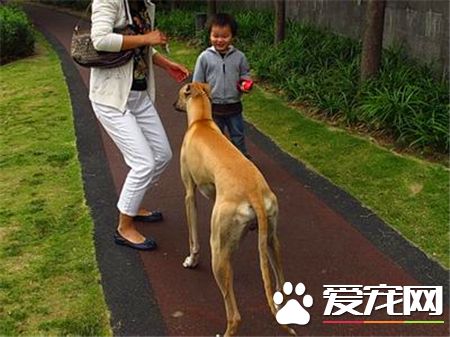 纯种灵缇犬主要喂什么,虎皮灵缇犬和梨花灵缇犬的视频