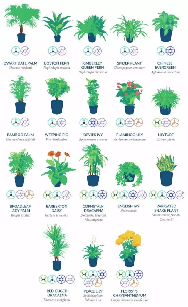 雾霾天气种植什么好养,雾霾天气养什么植物