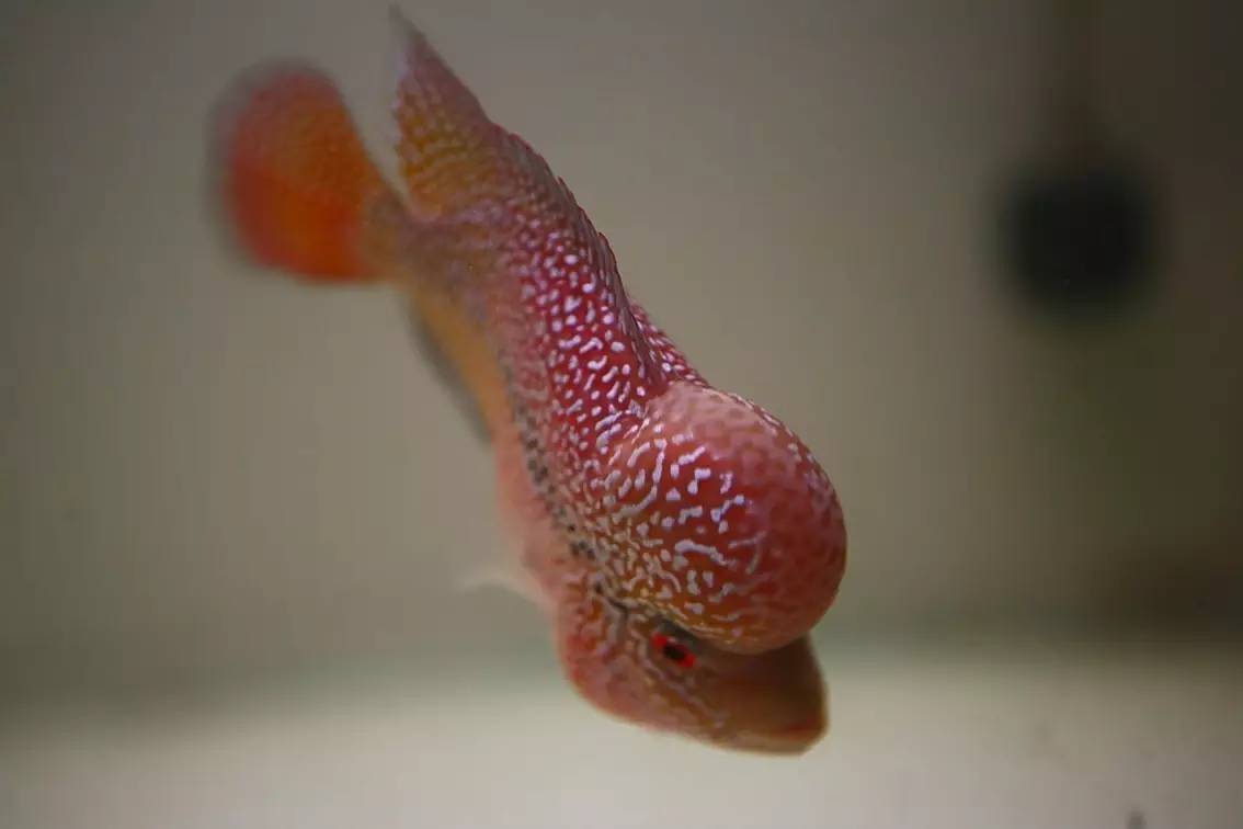 罗汉鱼被压制怎么办,罗汉鱼压苗是什么意思