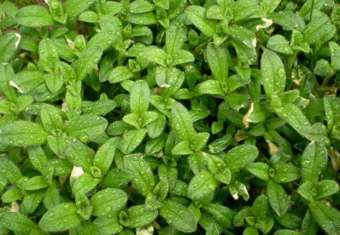 ‍‍‍如东路边42种草，天天踩它，却不知道它们好值钱~