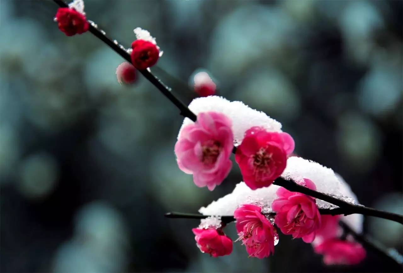 一枝梅经典诗词大全,诗词赏析一缕幽梦几丝愁