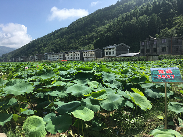 武隆县重点项目,重庆武隆2018年重点项目建设
