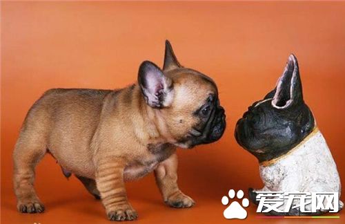 法国斗牛犬好养活吗知乎,法国斗牛犬真那么难养吗