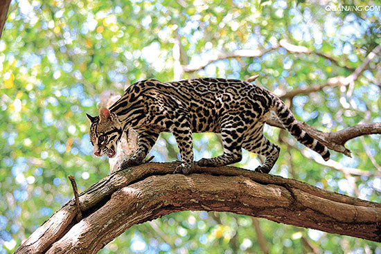 新闻野生东北虎咬死一车人,豹猫咬死多只家禽被打死