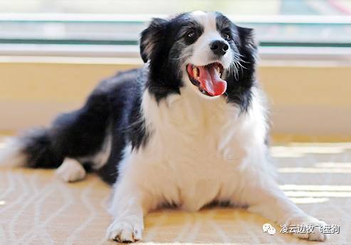 伴侣犬行为管理是什么,大狗狗伴侣犬怎么养活