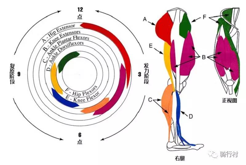 骑车时候有哪些肌肉参与,骑车有哪些肌肉在发力