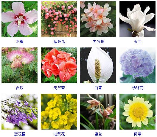 150种花卉大全,108种花卉大全