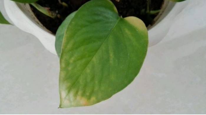 光照条件不好适合养什么花,花养不好是家里气场不好吗