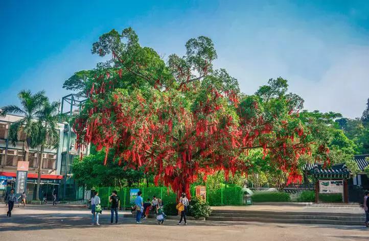 深圳去昆明选哪趟高铁风景好,深圳至昆明高铁沿途风景