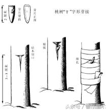嫁接的桃树苗如何管理,三月份嫁接桃树成活率高的方法