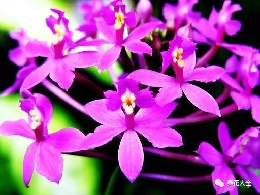 什么花能给十二生肖带来好运,12生肖什么花代表财运