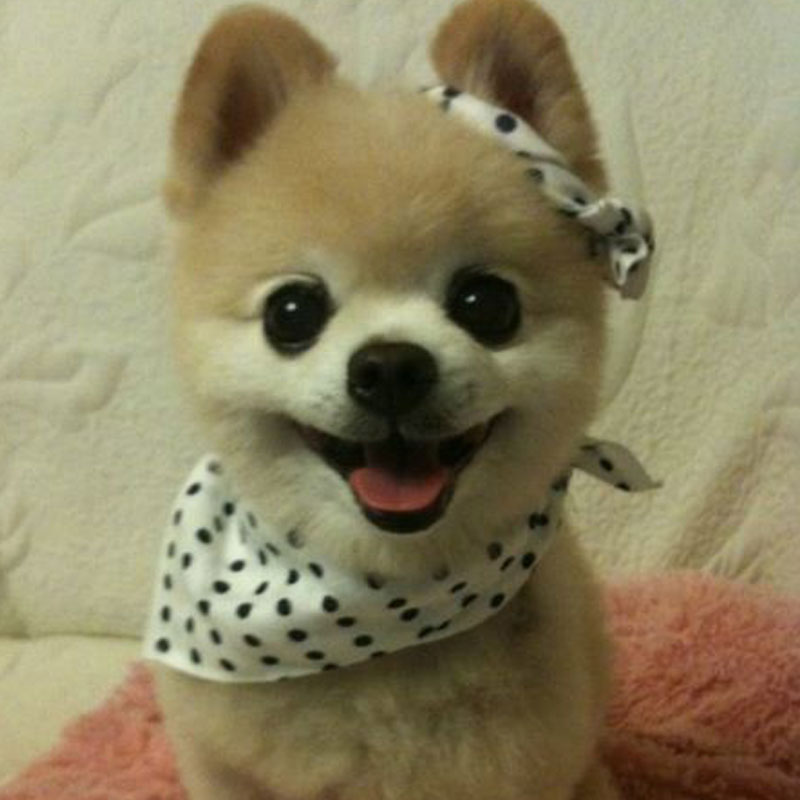 日本抖音网红狗俊介,日本网红偶像犬俊介