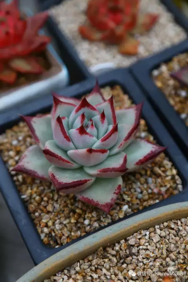 黄金麦饭石是真正麦饭石吗,黄金软麦饭石真假