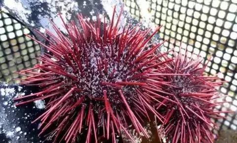 山东济南什么菜最出名,山东济南农村特色菜