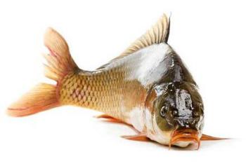 吃鱼讲究鲜,吃鱼有什么讲究的话语