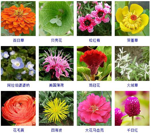 150种花卉大全,108种花卉大全