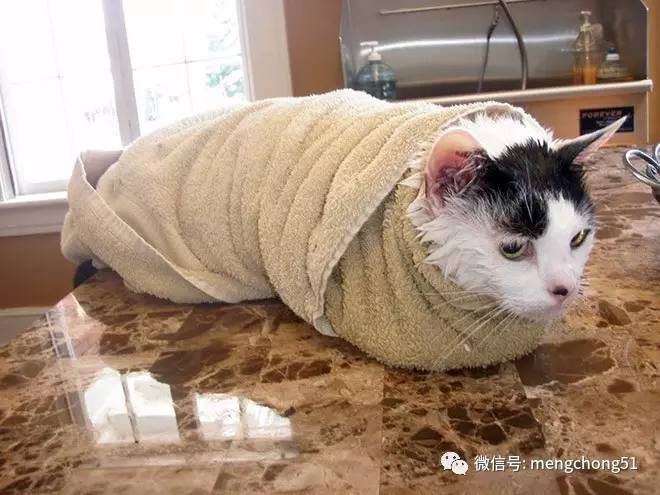 家有猫癣怎么消毒,家猫得了猫癣怎么预防传染人