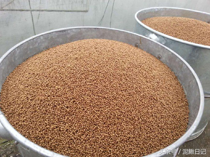 泥鳅养殖技术与养殖方法图解大全,泥鳅养殖技巧与方法