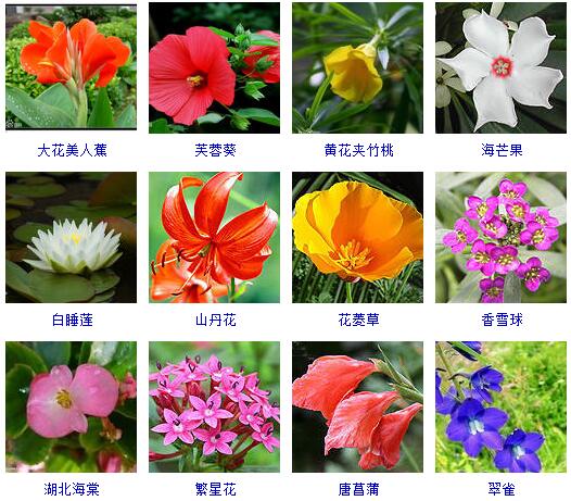 150种花卉大全,108种花卉大全