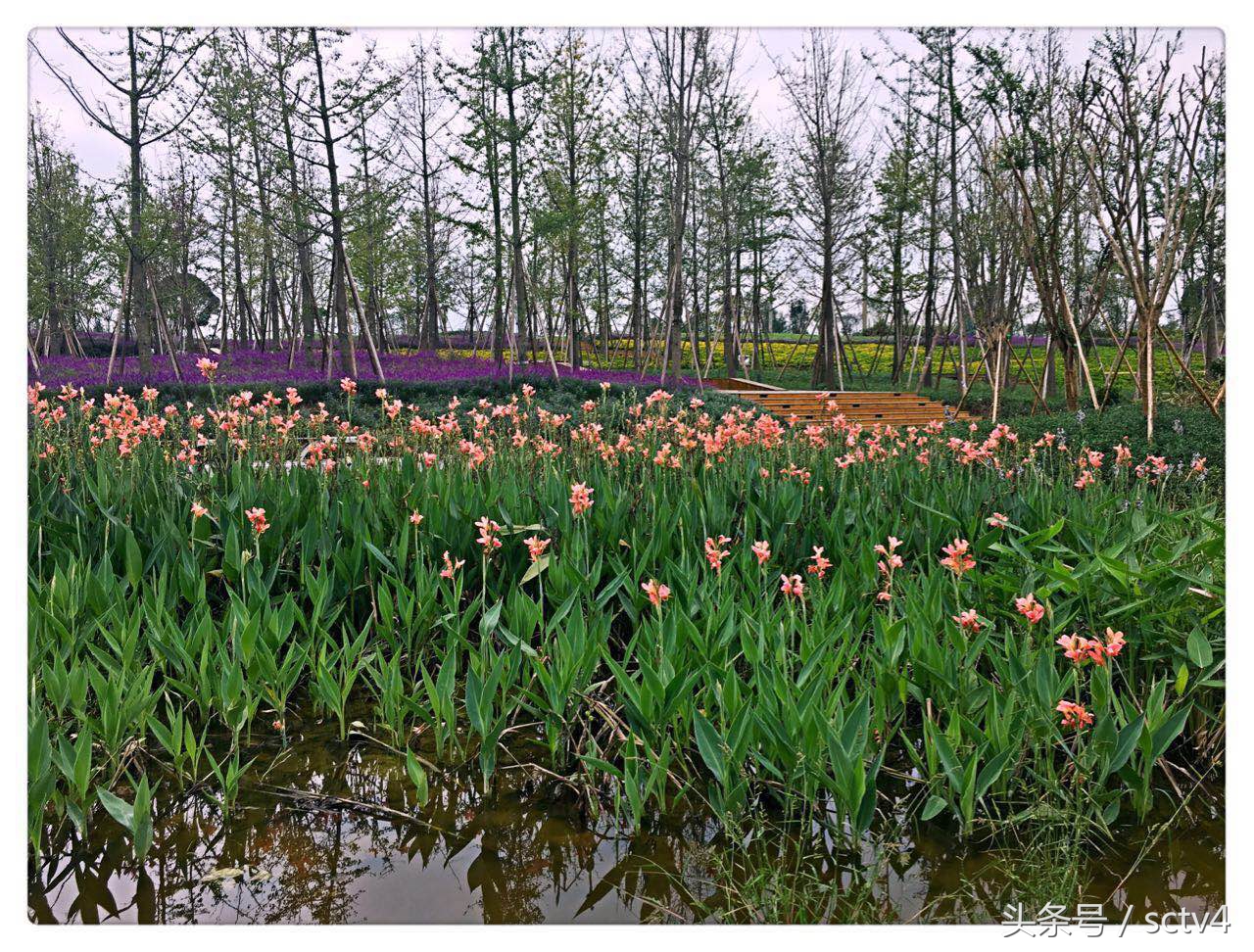 天府新区兴隆湖好玩吗,天府兴隆湖湿地公园