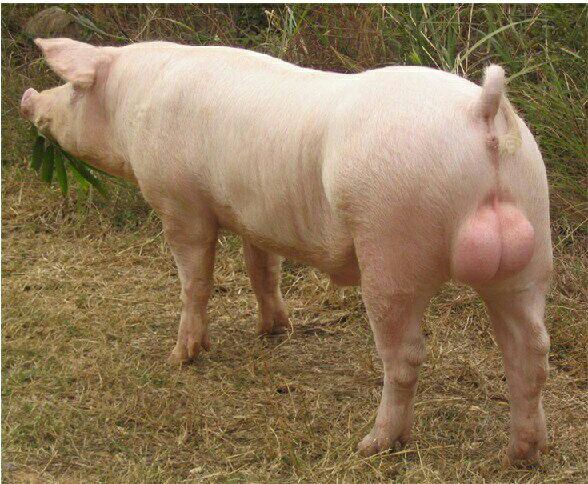 养猪场给母猪人工授精,猪场给种猪人工授精