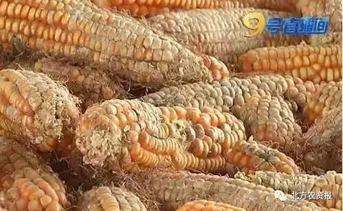 楂樹环鐜夌背绉嶅瓙,闇夊彉鐜夌背鍘傚