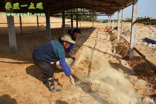 发酵床养鸡技术大全,发酵床养鸡的7大方法
