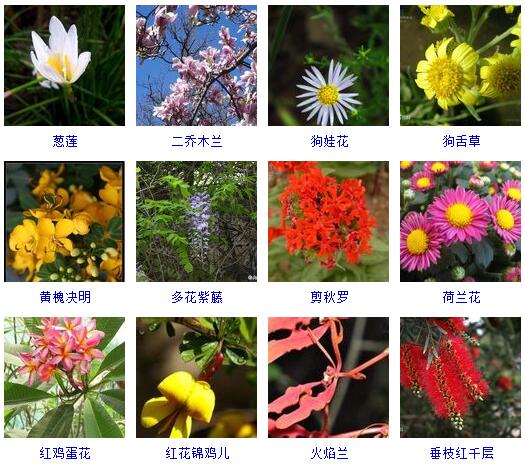 150种花卉大全,108种花卉大全