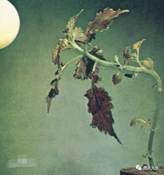 光照条件不好适合养什么花,花养不好是家里气场不好吗