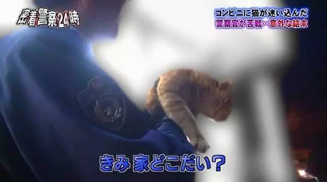猫咪进餐厅被警察带走,猫咪禁止入内被逮捕