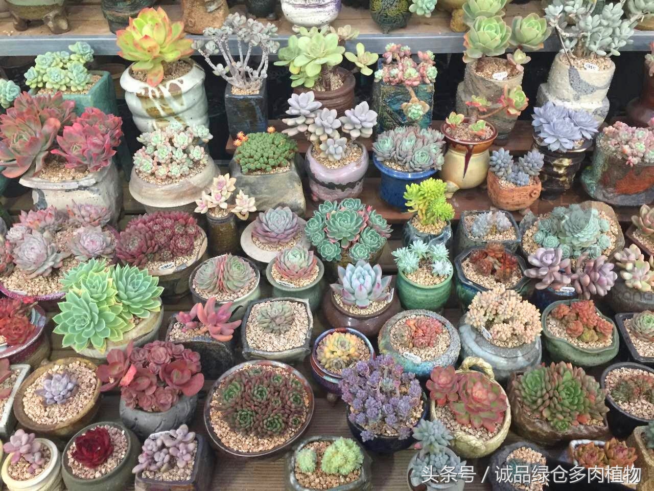 韩国正品直邮到手,韩国直邮多肉开箱