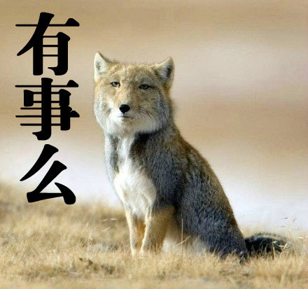 动物命真的不如人命吗,动物为什么都长得差不多