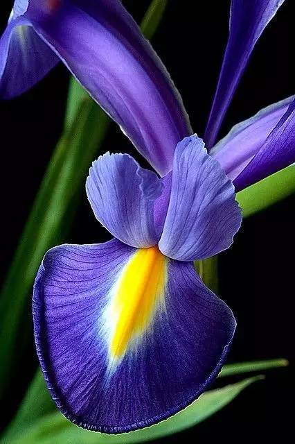 新年赏国花,世界各地最美的国花