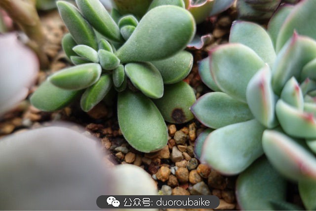 爱生活爱养花花卉绿植养护小知识,爱生活爱养花多肉植物养护小技巧