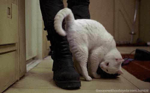 狗狗屁股一直流血是怎么了,狗狗口吐白沫屁股流血是怎么回事