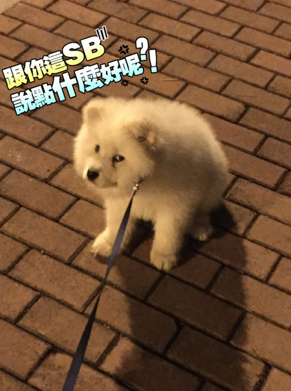 我家萨摩耶这几天不吃东西,萨摩耶拉稀自己吃掉