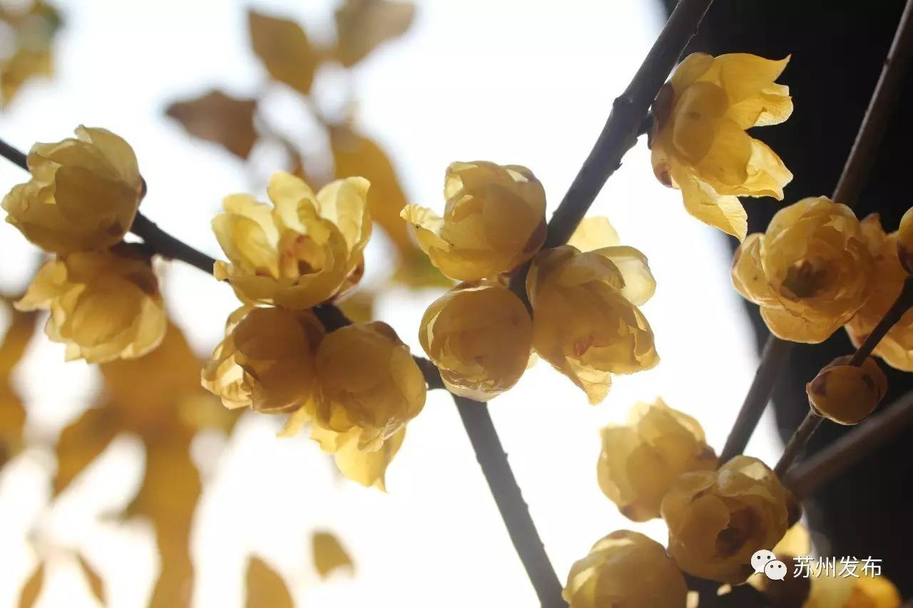 网师园里访腊梅:香密染成宫样黄……