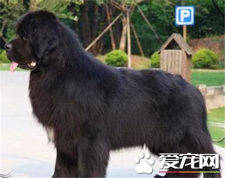 纽芬兰犬属于什么犬种,纽芬兰犬为什么温和