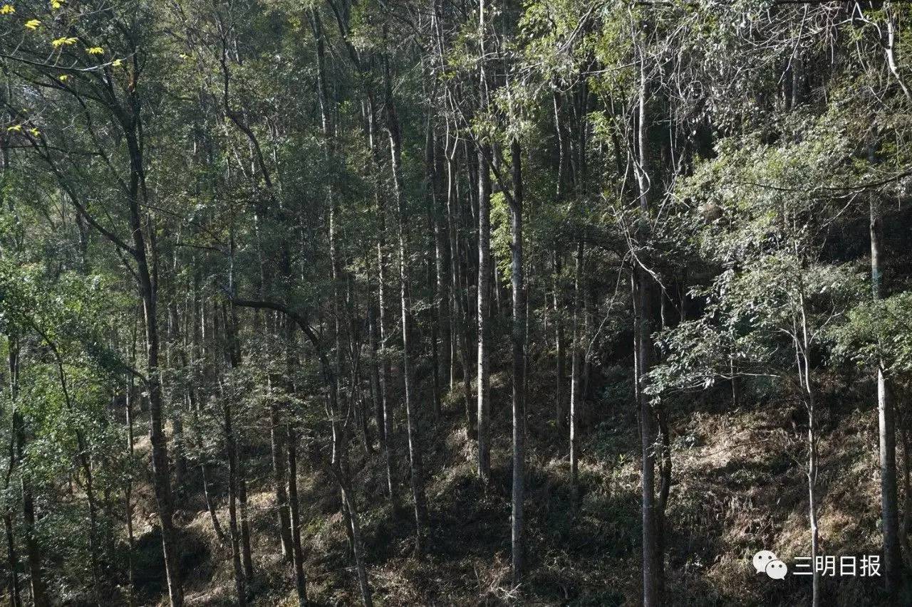 三明近期召开的全国性会议,最近三明市有什么重大会议