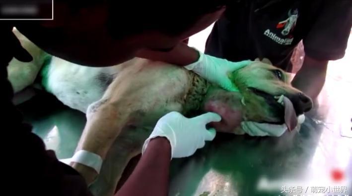 流浪狗下巴长了个肿瘤在街上晃荡,流浪狗下巴有个瘤