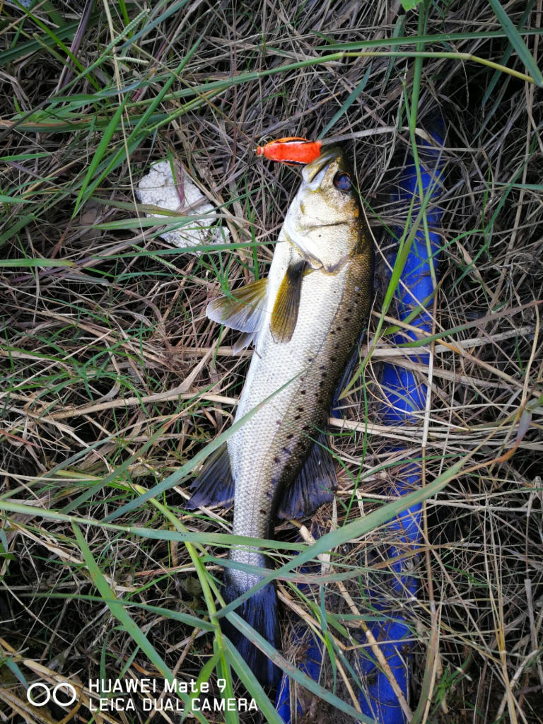 路亚新春出钓视频,路亚钓鱼爆竿搞笑合集