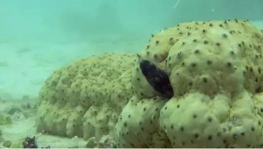 阿拉斯加刺参和加拿大刺参的区别,刺参哪个国家的最好