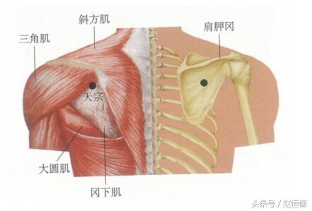颈肩部疼痛取穴,颈痛穴和腰痛穴