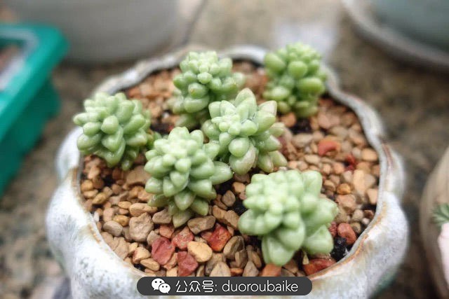 新手种植多肉植物教程,爱生活爱养花花卉绿植养护小知识