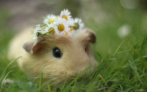 小仓鼠萌萌可爱的,萌哒哒的可爱的小仓鼠